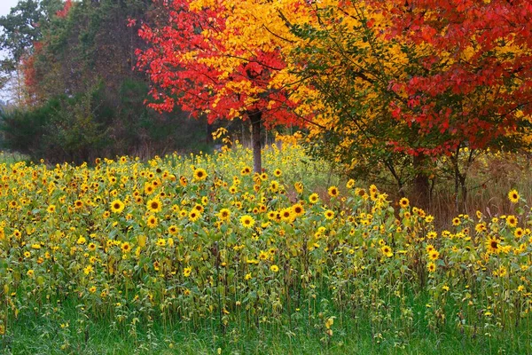 Girasoles Helianthus Annuus Arces Acer Colores Rojo Amarillo Otoño Schleswig — Foto de Stock