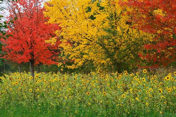 Girassóis Helianthus Annuus Ácer Acer Nas Cores Vermelho Amarelo Outono — Fotografia de Stock