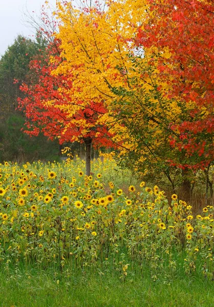 Girasoles Helianthus Annuus Arces Acer Colores Rojo Amarillo Otoño Schleswig — Foto de Stock