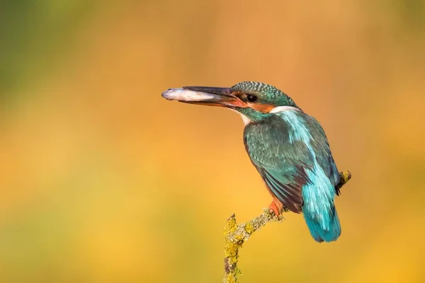 Feminino Eurasian Kingfisher Alcedo Atthis Empoleirado Ramo Peixe Bico Hesse — Fotografia de Stock
