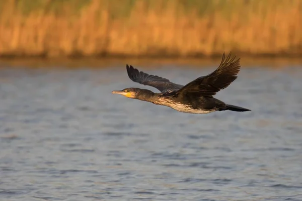 Flying Great Cormorant Phalacrocorax Carbo Fehmarn Island Schleswig Holstein Germany — Stock Photo, Image