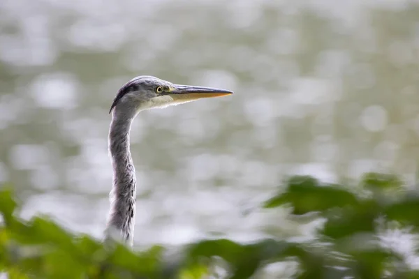 Mladá Volavka Šedá Ardea Cinerea Portait Hesensko Německo Evropa — Stock fotografie