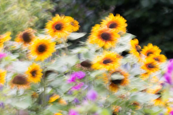 Sunflowers Helianthus Annuus Blurred Germany Europe Royalty Free Stock Images