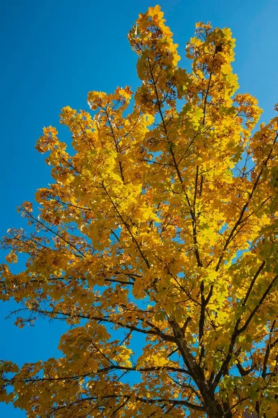 Folhas Amarelas Outono Árvore Bordo Acer Baviera Alemanha Europa — Fotografia de Stock