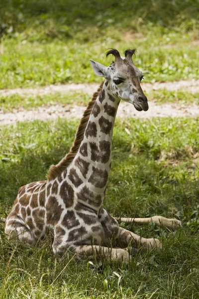 Young Rothschild Giraffe Giraffa Camelopardalis Camelopardis Sitting Grass Austria Europe — Stock Photo, Image