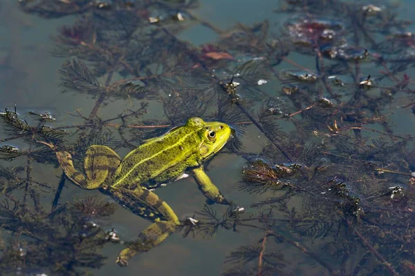 Eetbare Kikker Rana Esculenta Het Water Burgenland Oostenrijk Europa — Stockfoto