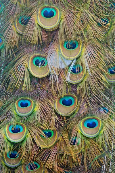 Pavo Cristatus Mut 꼬리깃 — 스톡 사진
