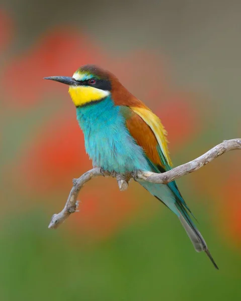 Comedor Abelhas Europeu Merops Apiaster Macho Sentado Poleiro Prado Papoula — Fotografia de Stock