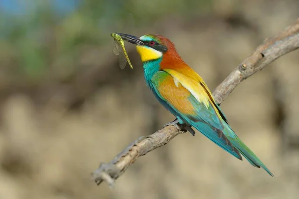 European Bee Eater Merops Apiaster Sitting Branch Dragonfly Beak Kiskunsg — Stock Photo, Image