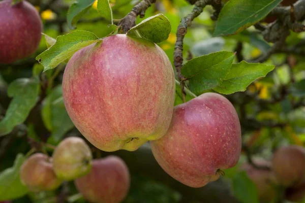 Μήλα Malus Δέντρο Altes Land Κάτω Σαξονία Γερμανία Ευρώπη — Φωτογραφία Αρχείου