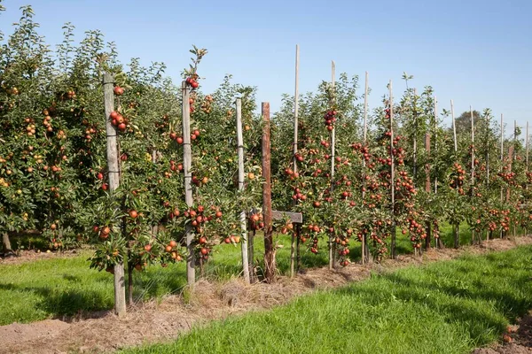 Apple Trees Espaliers Orchard Altes Land Lower Saxony Germany Europe — Stock Photo, Image