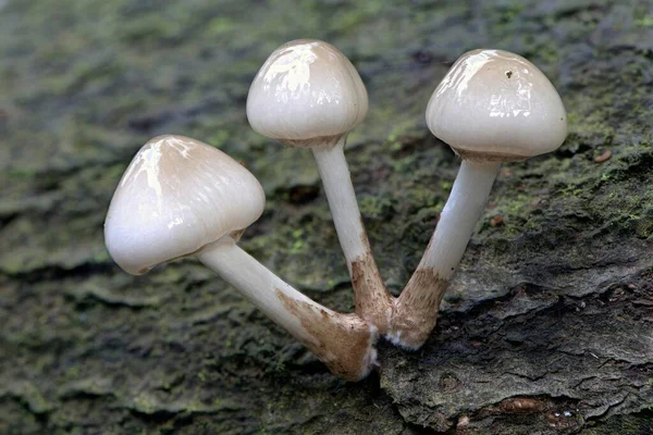 Porcelain Fungi Oudemansiella Mucida Tree Bark Emsland Lower Saxony Germany — Stockfoto
