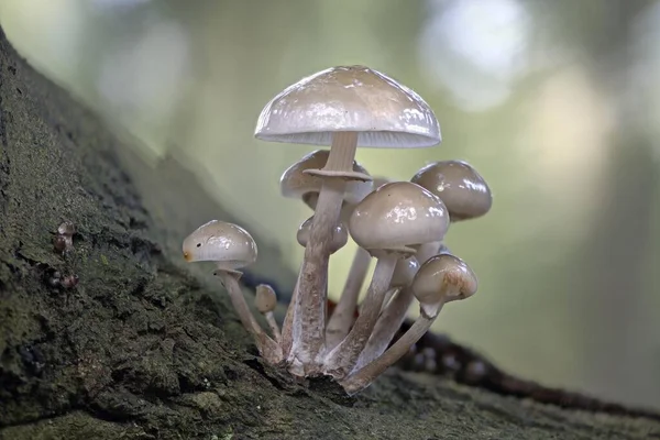 Porcelain Fungi Oudemansiella Mucida Tree Bark Emsland Lower Saxony Germany — Stockfoto