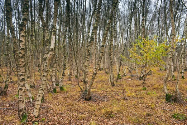 Березка Betula Pubescens Березовый Лес Эмсланд Нижняя Саксония Германия Европа — стоковое фото