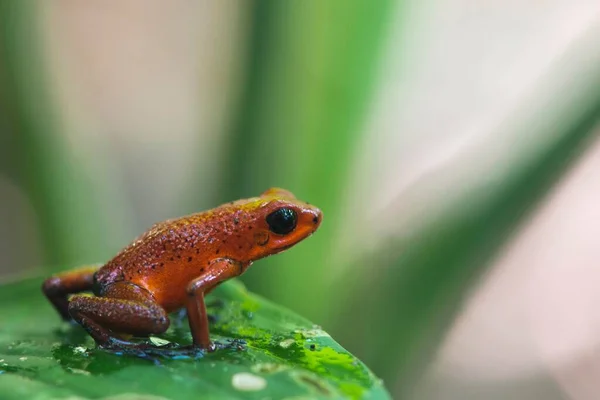 กบพ ษสตรอเบอร Oophaga Pumilio งอย บนใบ ทยานแห งชาต Tortuguero คอสตาร — ภาพถ่ายสต็อก