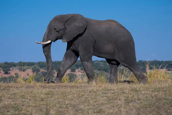 Αφρικανικός Ελέφαντας Θάμνος Loxodonta Africana Εθνικό Πάρκο Chobe Μποτσουάνα Αφρική — Φωτογραφία Αρχείου