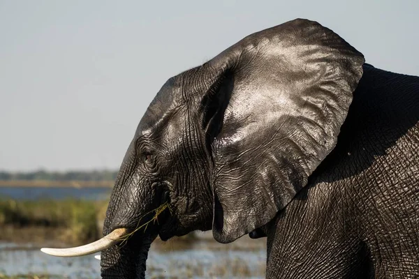 Αφρικανικός Ελέφαντας Θάμνος Loxodonta Africana Υγρός Πορτραίτο Ποταμός Chobe Chobe — Φωτογραφία Αρχείου