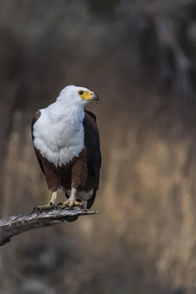 Afrikaanse Visarend Haliaeetus Vocifer Chobe National Park Botswana Afrika — Stockfoto