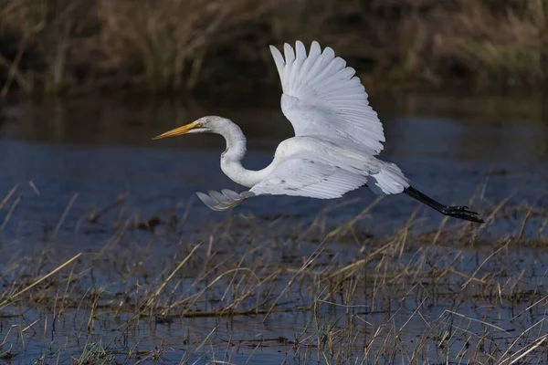 Stor Egret Även Vanlig Eller Stor Egret Ardea Alba Flykt — Stockfoto