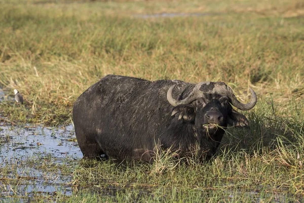 Afrikanischer Oder Kapbüffel Syncerus Caffer Der Wasser Steht Füttert Chobe — Stockfoto