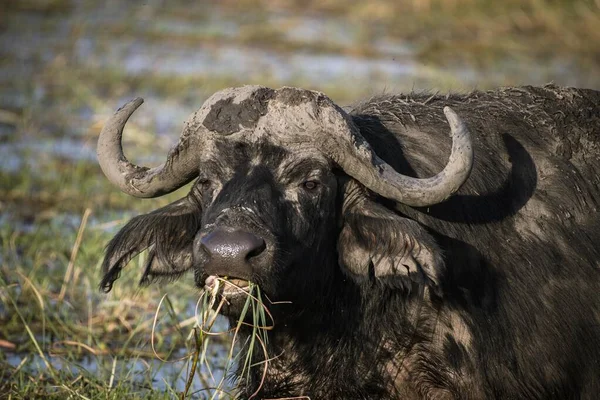 Afrikai Vagy Cape Buffalo Syncerus Caffer Táplálkozás Chobe River Chobe — Stock Fotó