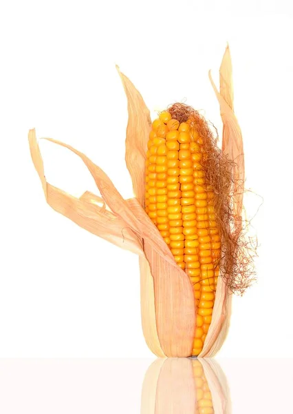 Zea Mays 用叶子制成的玉米芯 — 图库照片