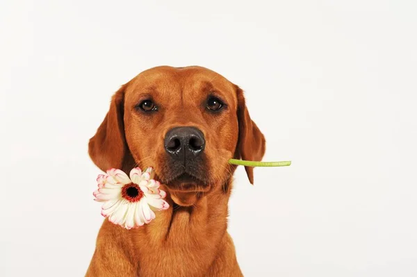 Labrador Retriever Fêmea Com Flor Boca — Fotografia de Stock