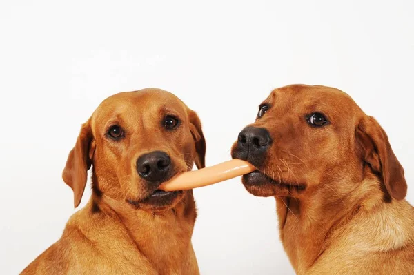 Dois Labrador Retrievers Com Salsicha Boca — Fotografia de Stock