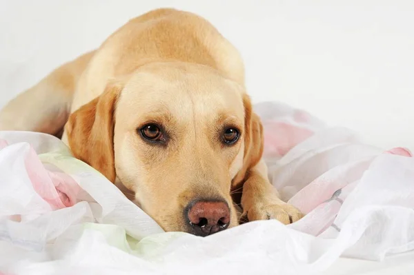 Labrador Retriever Yellow Dog Lying Towel — Stock Photo, Image