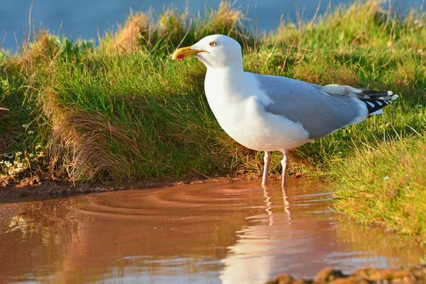 Avrupa Ringa Martıları Larus Argentatus Heligoland Schleswig Holstein Almanya Avrupa — Stok fotoğraf