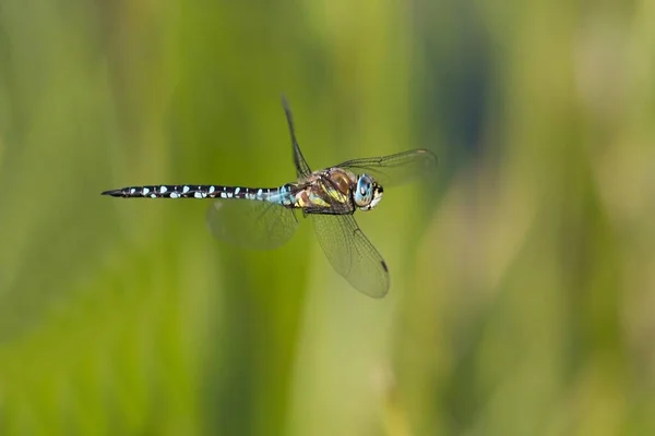 Flying Migrant Hawker Aeshna Mixta Hesse Allemagne Europe — Photo