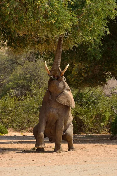 Namibian Desert Elephant Loxodonta Africana Bull Eating Tree Hoanib River — Stock Photo, Image