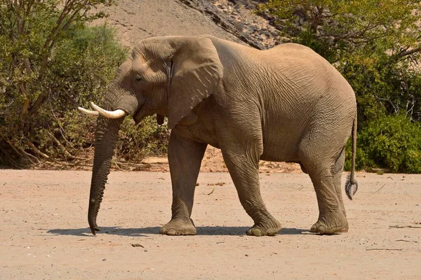 Namibian Desert Elephant Loxodonta Africana Bull Hoanib River Namib Desert — Fotografia de Stock