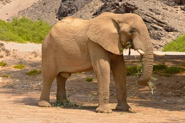 Éléphant Désert Namibien Loxodonta Africana Mangeant Des Taureaux Rivière Hoanib — Photo