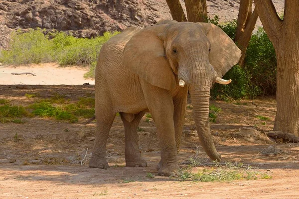 Namibian Desert Elephant Loxodonta Africana Bull Eating Hoanib River Namib — Stock Photo, Image