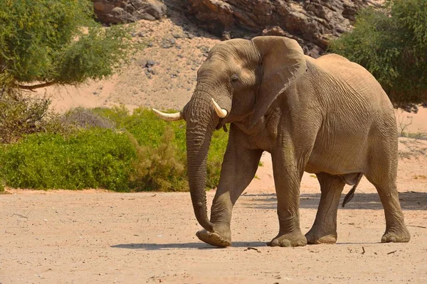 Namibijski Słoń Pustynny Loxodonta Africana Bull Walking Hoanib River Pustynia — Zdjęcie stockowe