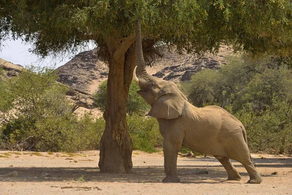 纳米比亚沙漠象 Loxodonta Africana 吃树上的公牛 Hoanib河 Namib沙漠 Kaokoland Kaokoveld Kunene地区 纳米比亚 — 图库照片