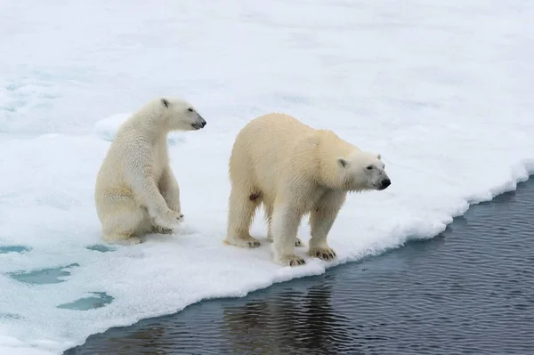 Polar Bears Ursus Maritimus Mother Cub Edge Melting Ice Floe — Stockfoto
