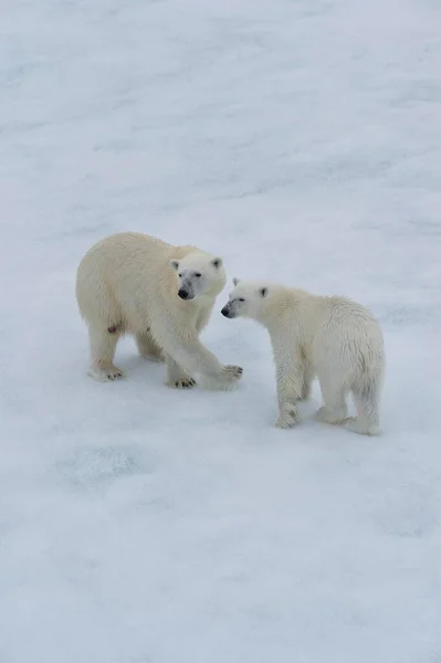 Полярні Ведмеді Ursus Maritimus Мати Дитинчам Крижині Острів Шпіцберген Архіпелаг — стокове фото