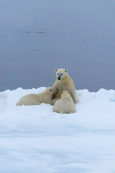 Polar Bears Ursus Maritimus Mother Nursing Two Cubs Edge Melting — Foto Stock