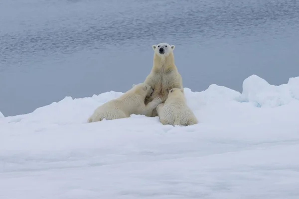 Полярні Ведмеді Ursus Maritimus Мати Годує Двох Малят Краю Танення — стокове фото