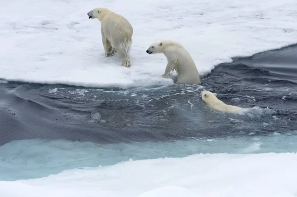 Polar Bears Ursus Maritimus Mother Two Cubs Swimming Ice Floes — 图库照片