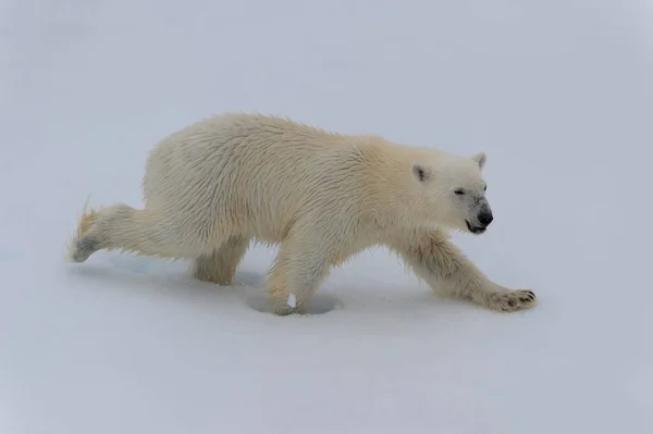 Polar Bear Ursus Maritimus Cub Walking Ice Floe Spitsbergen Island — Fotografia de Stock