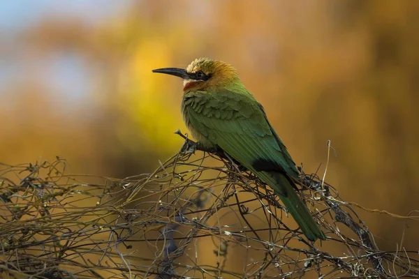 Apicoltore Bianco Merops Bullockoides Cespuglio Secco Chobe National Park Botswana — Foto Stock