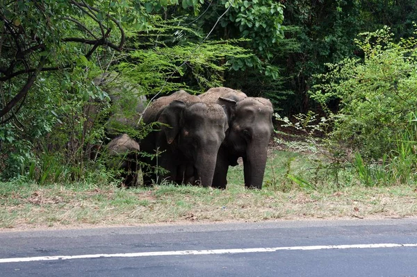 Elefantes Asiáticos Asiáticos Elephas Maximus Pie Junto Carretera Parque Nacional — Foto de Stock