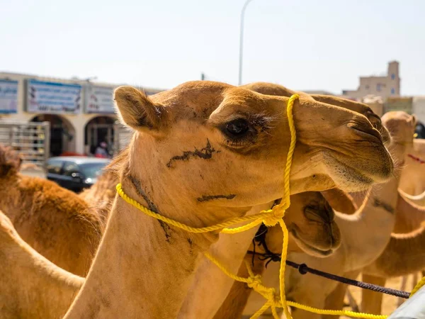 アラビアラクダ ドロメダリウス Camelus Dromedarius 牛やラクダ市場 シナウ オマーン アジア — ストック写真