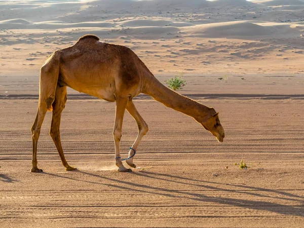Arap Devesi Veya Dromedary Camelus Dromedarius Kum Tepeleri Çöl Sharqiya — Stok fotoğraf