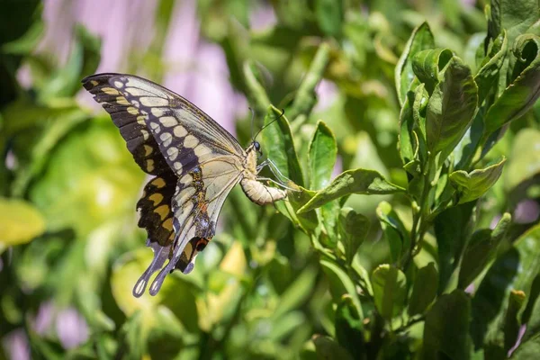 Anise Swallowtail Papilio Zelicaon Plant Arizona Usa North America — Stockfoto