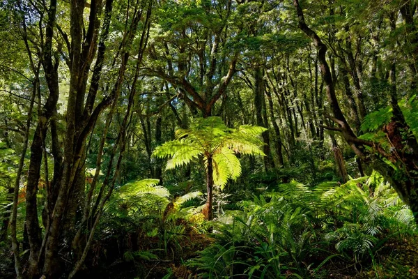 Samambaias Cyatheales Floresta Tropical Milford Sound Fiordland National Park Anau — Fotografia de Stock