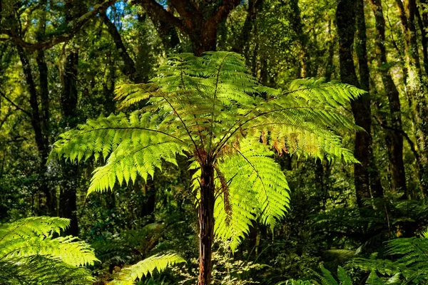 Tree Ferns Cyatheales Tropical Rainforest Milford Sound Fiordland National Park — Foto Stock